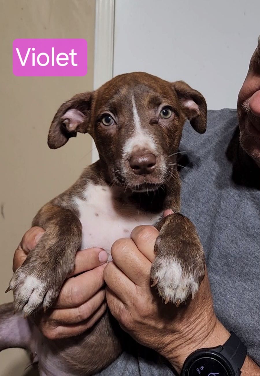 Violet, a Adoptable Labrador Retriever in Horseheads, NY image 2/2