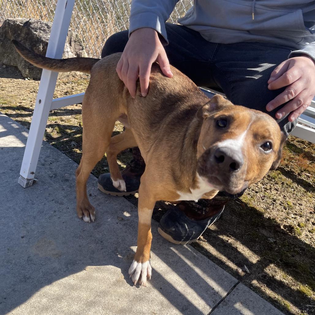 Enlarge Kona, a Adoptable Mixed Breed in Blairsville, GA image 1/6