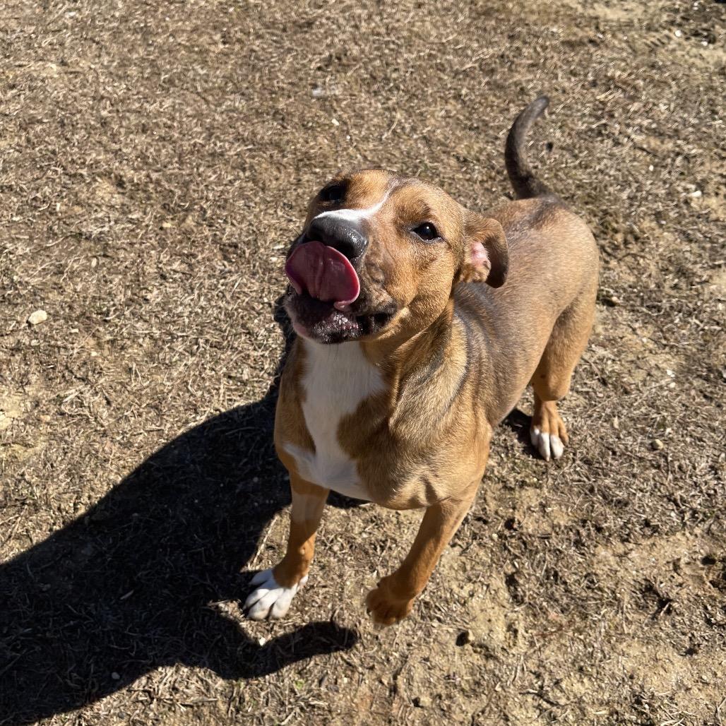 Enlarge Kona, a Adoptable Mixed Breed in Blairsville, GA image 2/6