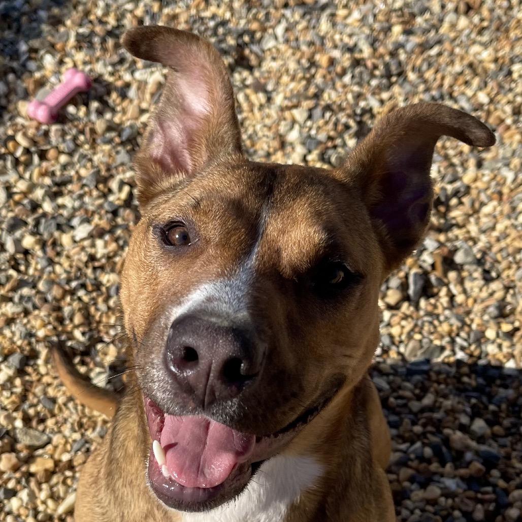 Enlarge Kona, a Adoptable Mixed Breed in Blairsville, GA image 3/6