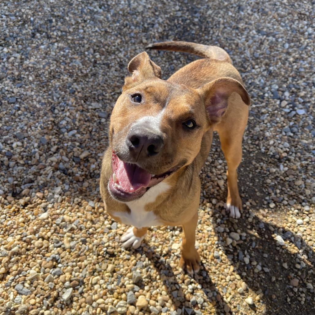 Enlarge Kona, a Adoptable Mixed Breed in Blairsville, GA image 4/6