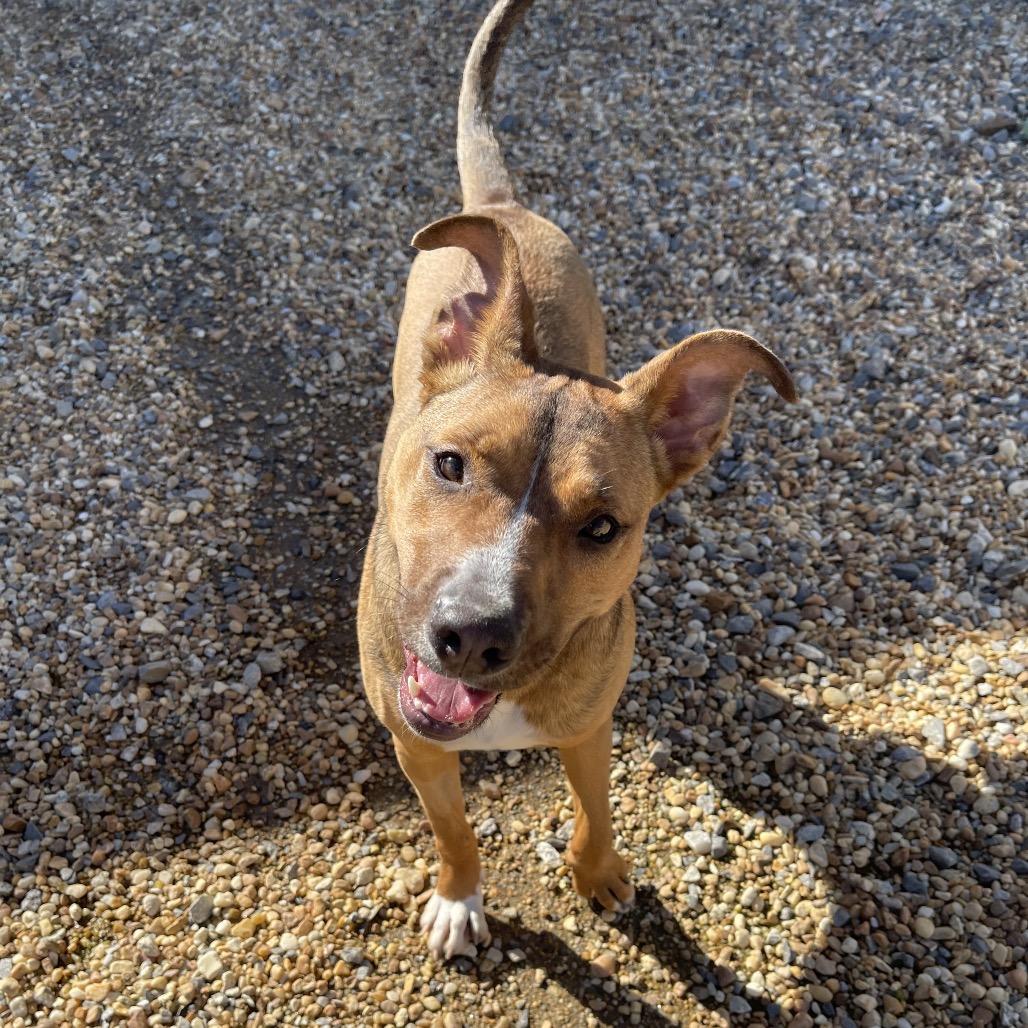 Enlarge Kona, a Adoptable Mixed Breed in Blairsville, GA image 5/6