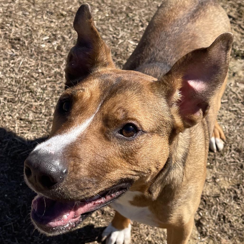 Enlarge Kona, a Adoptable Mixed Breed in Blairsville, GA image 6/6