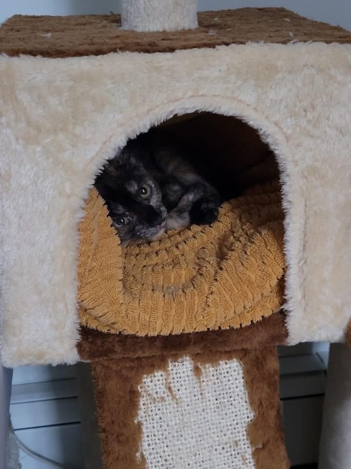 Georgie, Adoptable, Kitten Female American Shorthair.