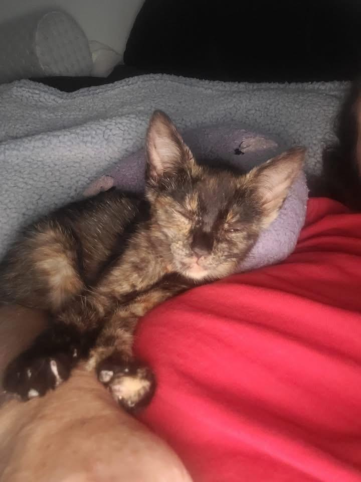 Enlarge Georgie, a Adoptable mixed breed in levittown, NY image 4/6