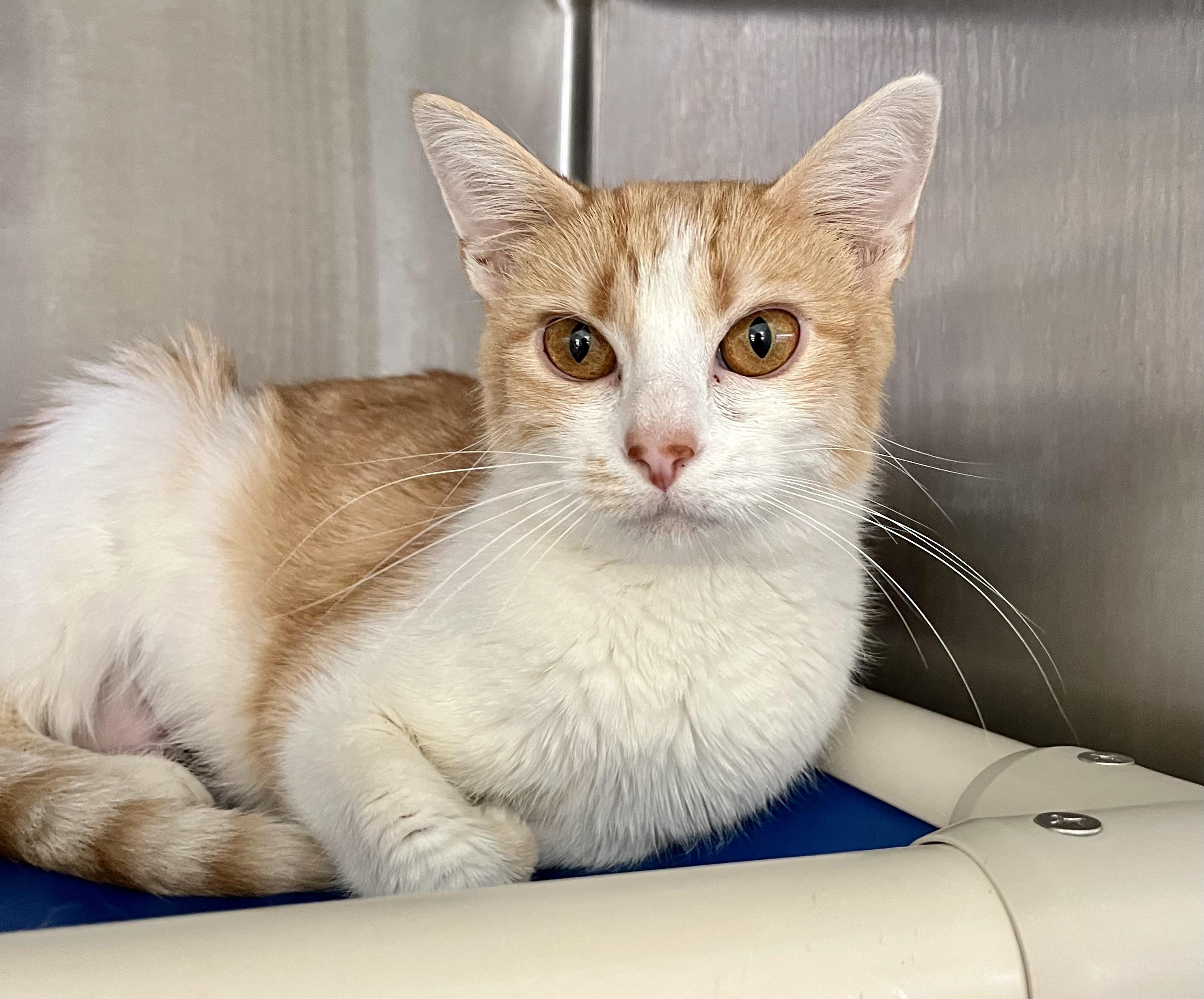 Summer, a Adoptable Domestic Short Hair in Wooster, OH image 1/2