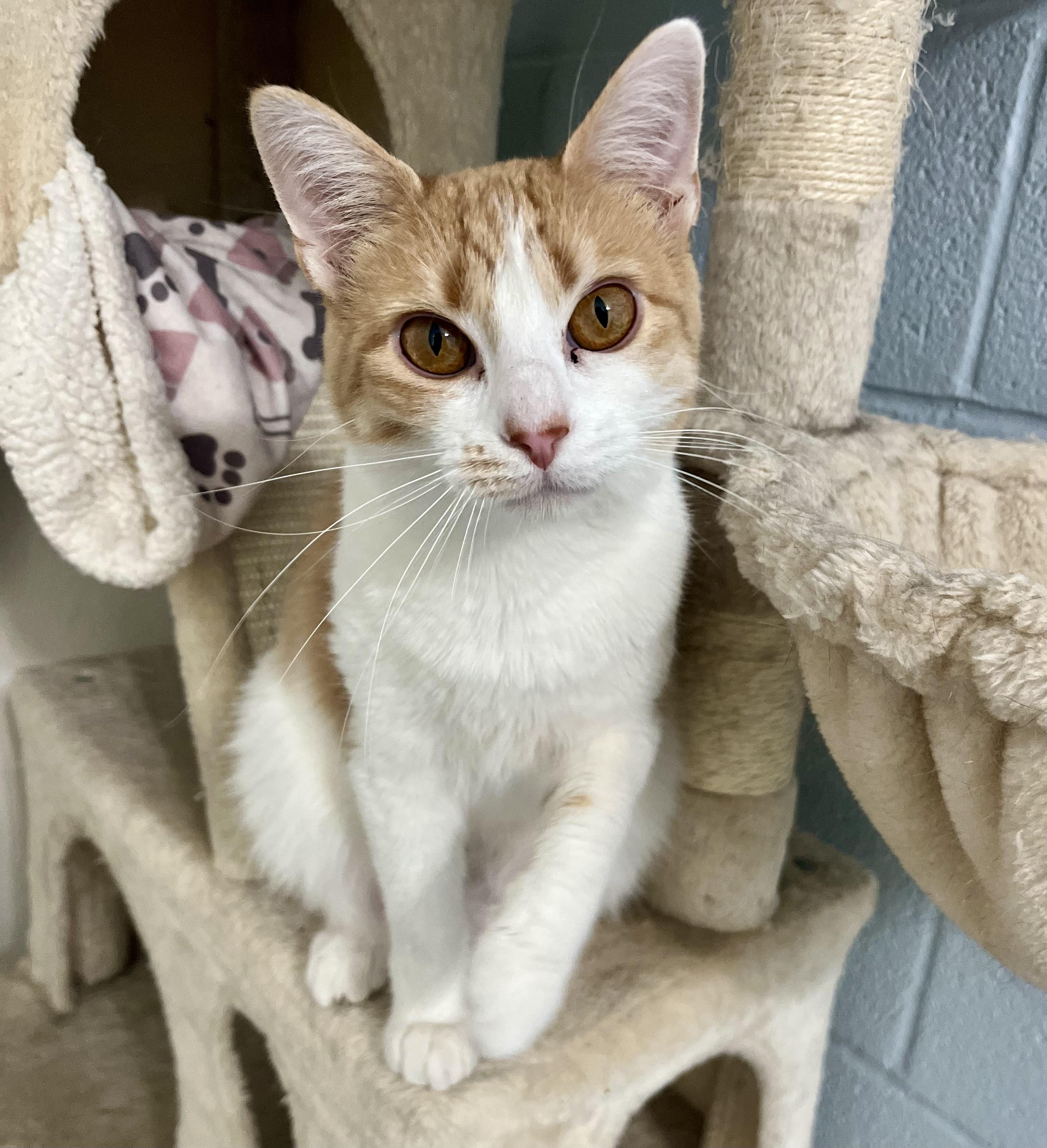 Summer, adoptable, Adult Female Domestic Short Hair.