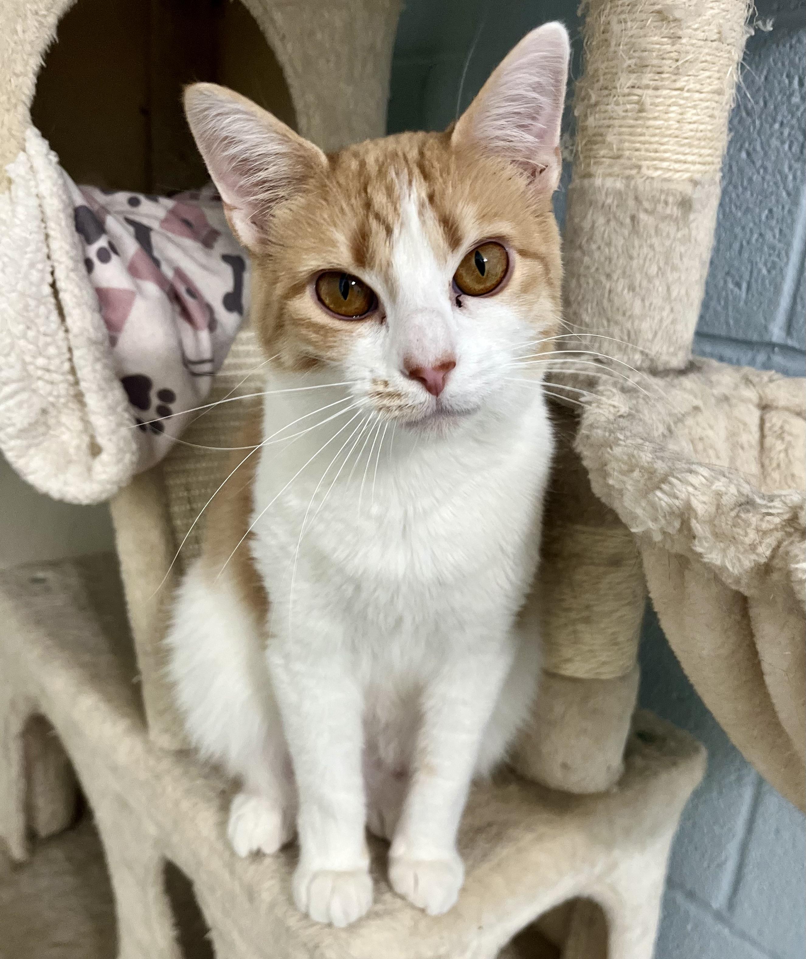 Enlarge Summer, an adoptable Domestic Short Hair in Seville, OH image 4/4