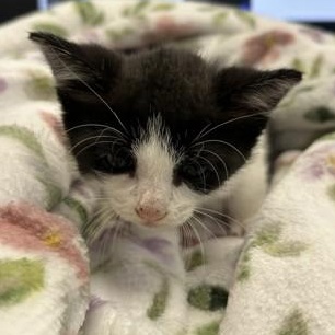 Elena, adoptable, Kitten Female Domestic Short Hair.