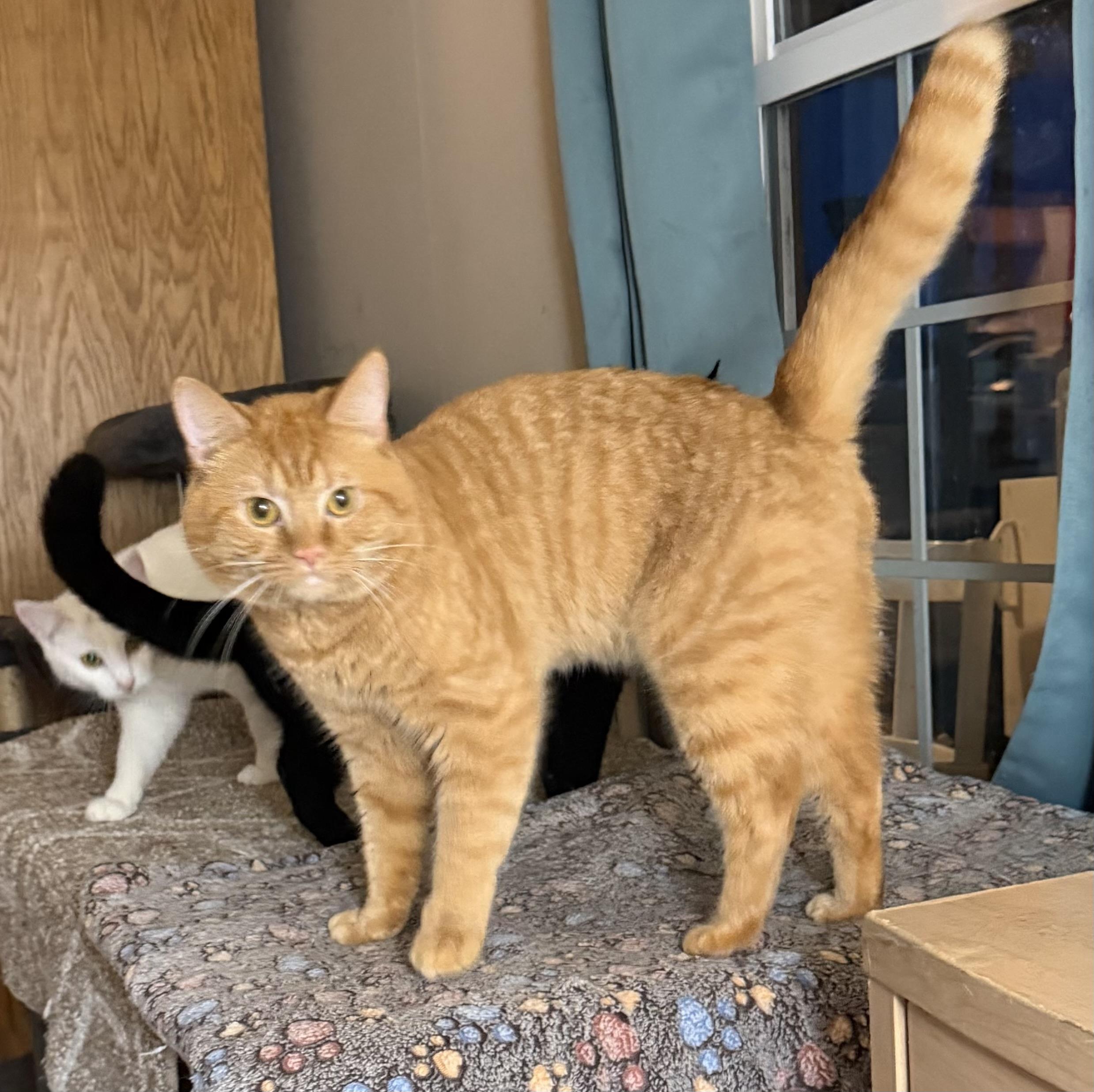 Enlarge Cannoli, an adopted Domestic Short Hair in Tillamook, OR image 6/6