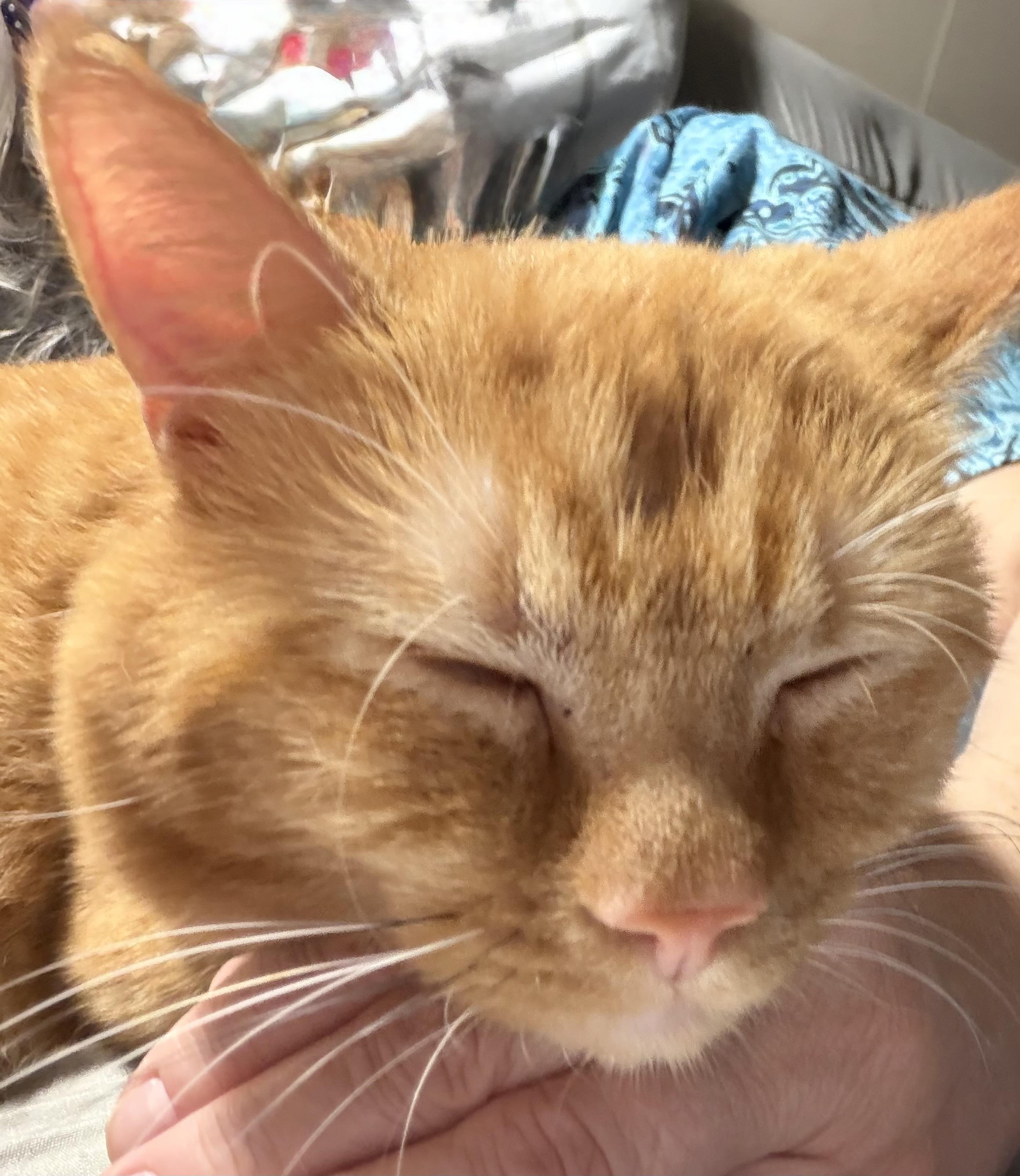 Enlarge Cannoli, an adopted Domestic Short Hair in Tillamook, OR image 5/6