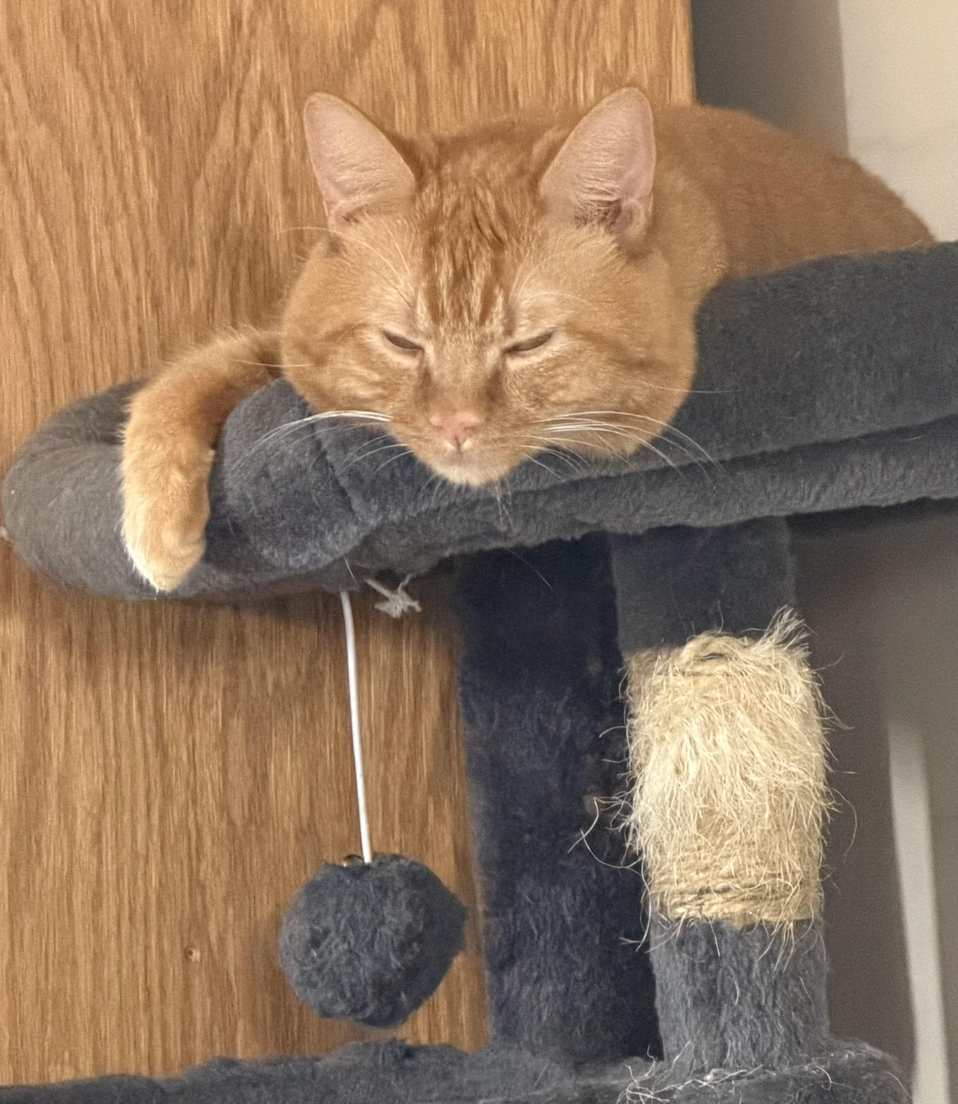 Enlarge Cannoli, an adopted Domestic Short Hair in Tillamook, OR image 3/6