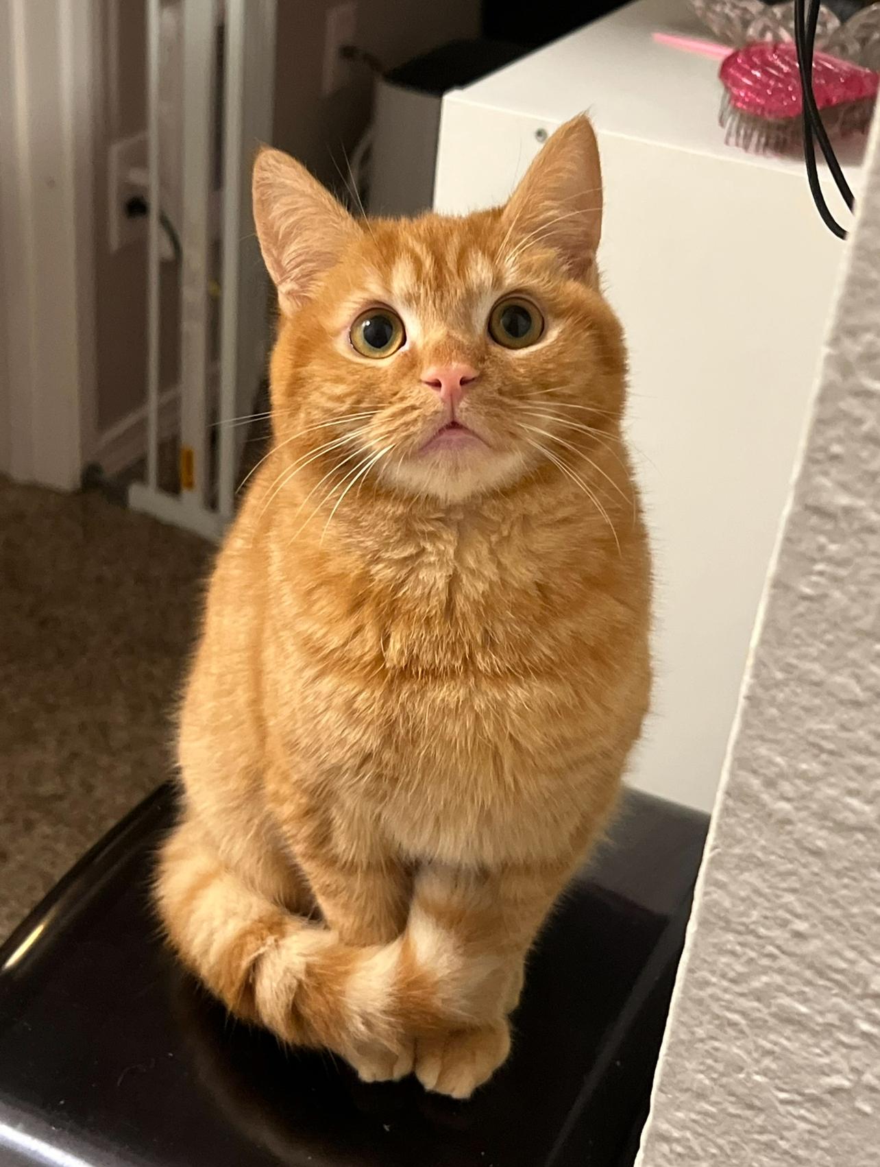 Cannoli, adopted, Adult Male Domestic Short Hair.