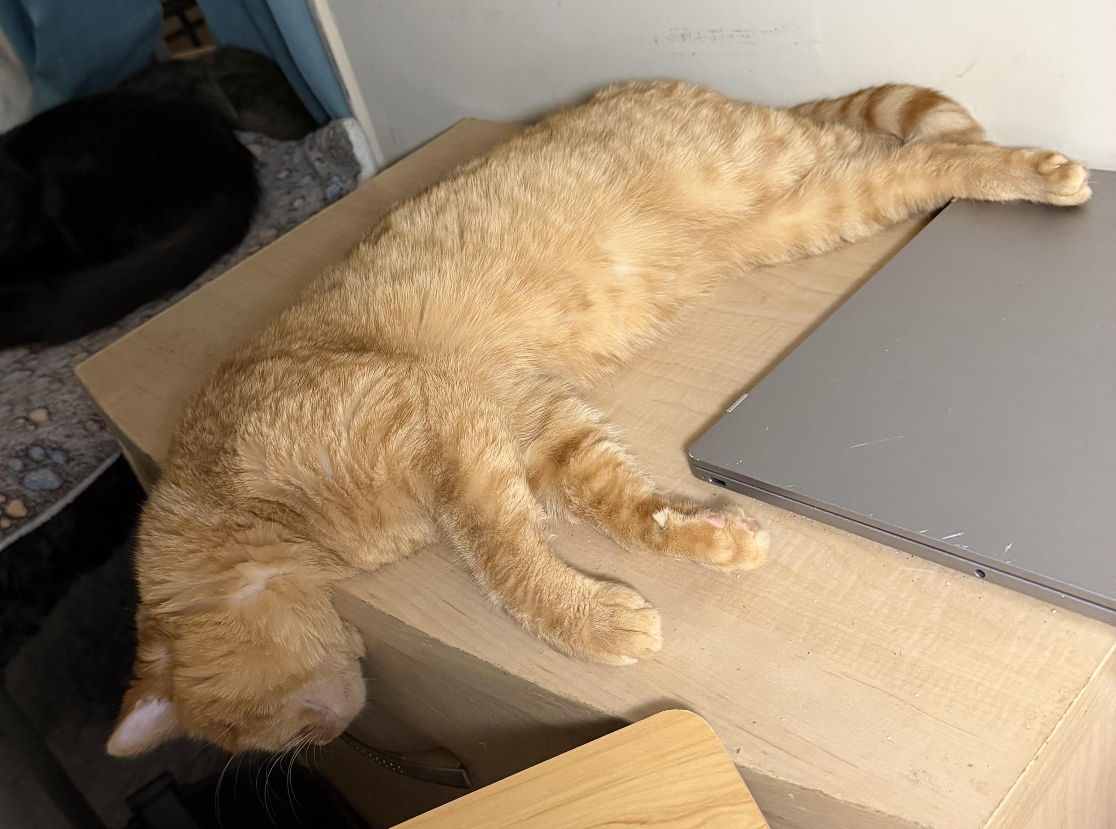 Enlarge Cannoli, an adopted Domestic Short Hair in Tillamook, OR image 4/6