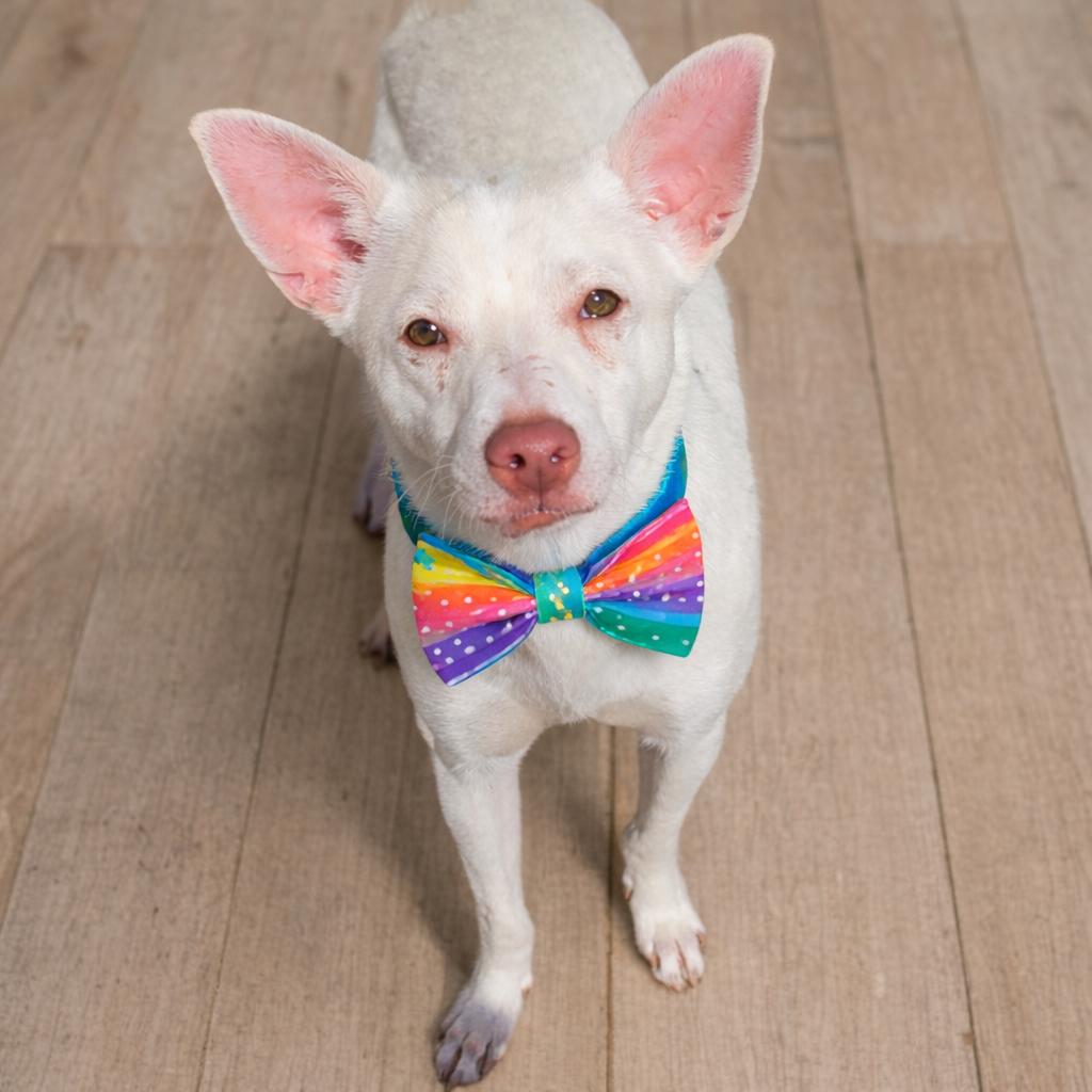 Archie, Adoptable, Adult Male Chihuahua & Jack Russell Terrier.