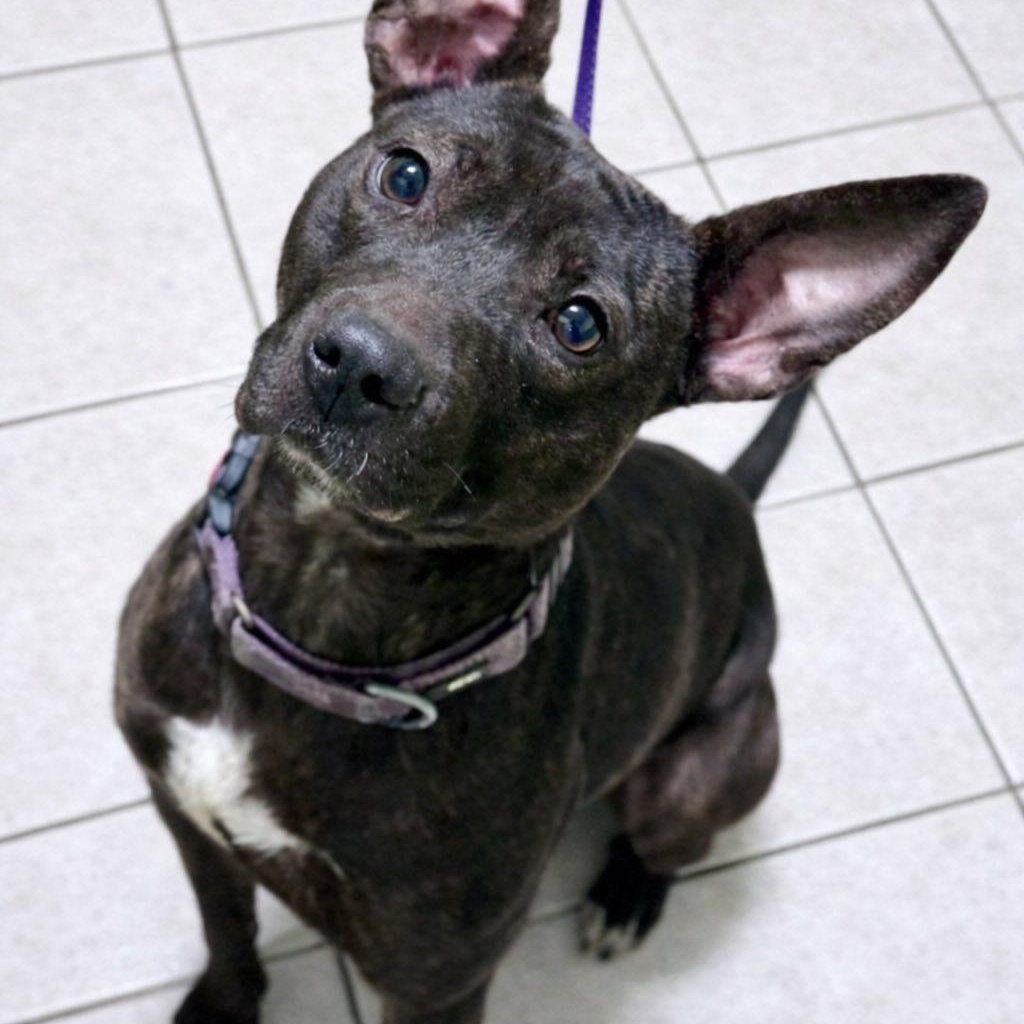 Diamond, ADOPTABLE, Young Female Pit Bull Terrier.