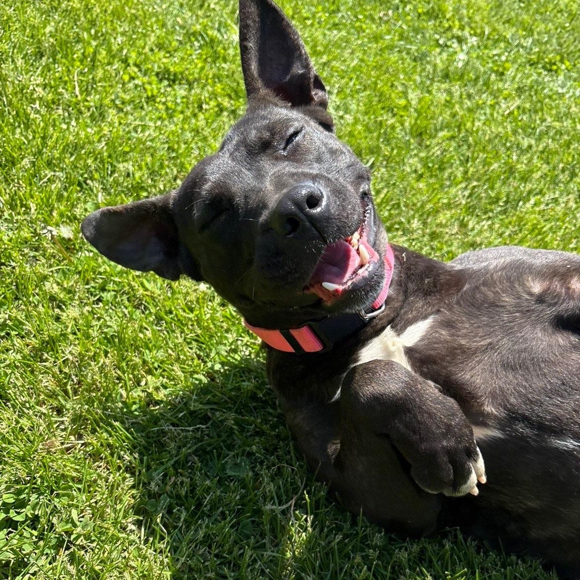 Enlarge Diamond, a ADOPTABLE mixed breed in Battle Creek, MI image 1/5
