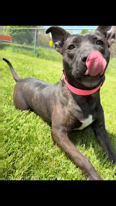 Enlarge Diamond, a ADOPTABLE mixed breed in Battle Creek, MI video 3/5