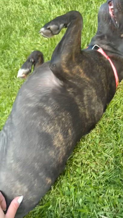 Enlarge Diamond, a ADOPTABLE mixed breed in Battle Creek, MI video 5/5