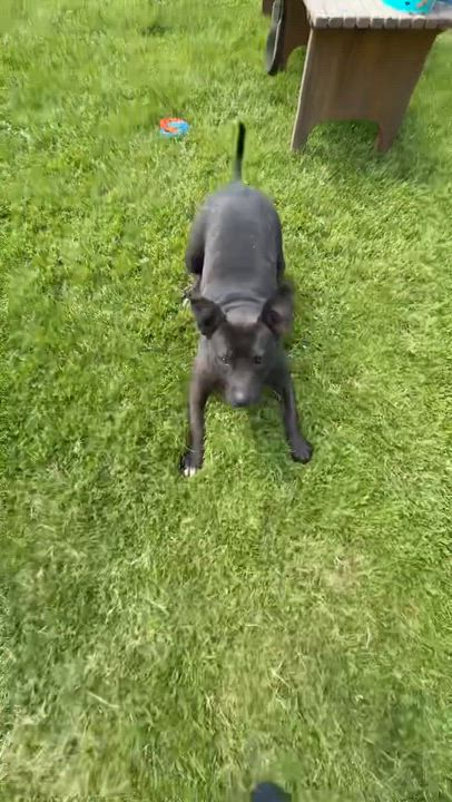 Enlarge Diamond, a ADOPTABLE mixed breed in Battle Creek, MI video 4/5