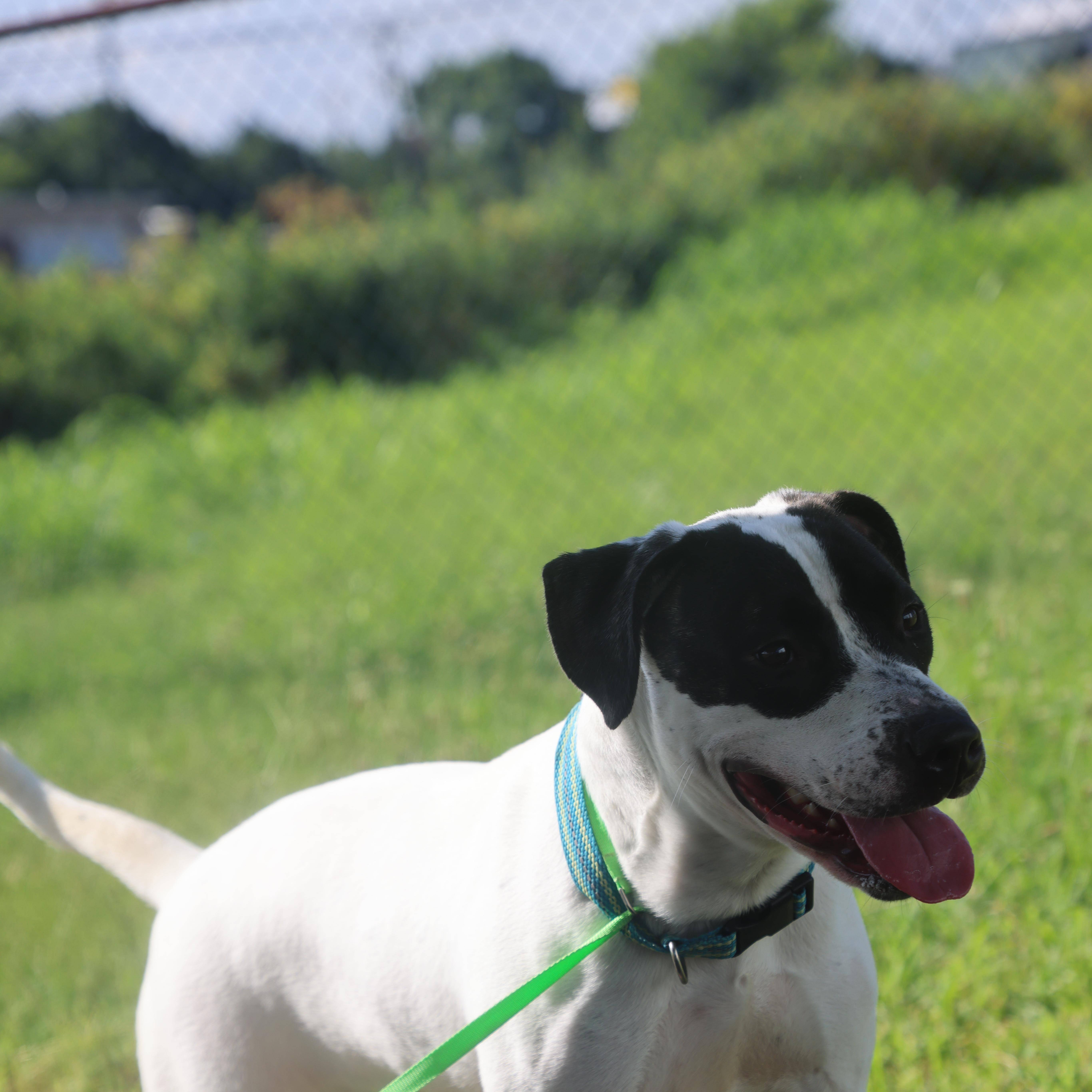 Pearl, an adoptable mixed breed in Lewisburg, TN image 1/6