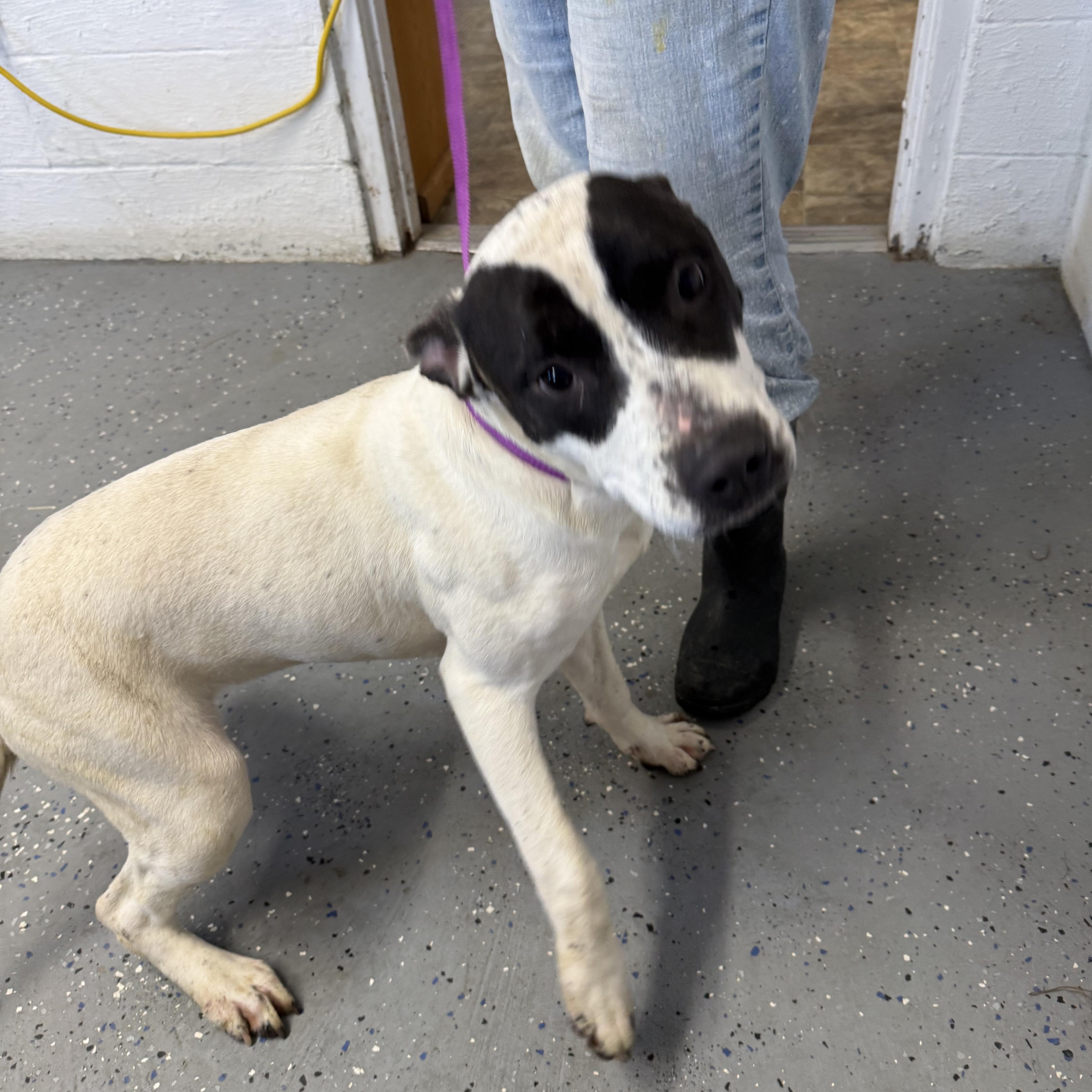 Enlarge Pearl, a Adoptable mixed breed in Lewisburg, TN image 1/2