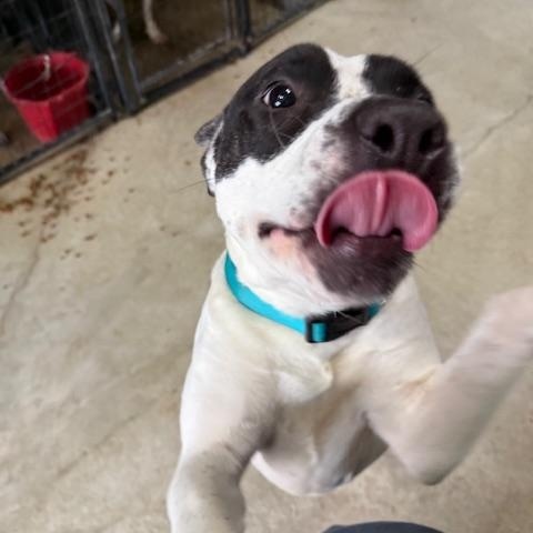 Pearl, adoptable, Young Female American Staffordshire Terrier.
