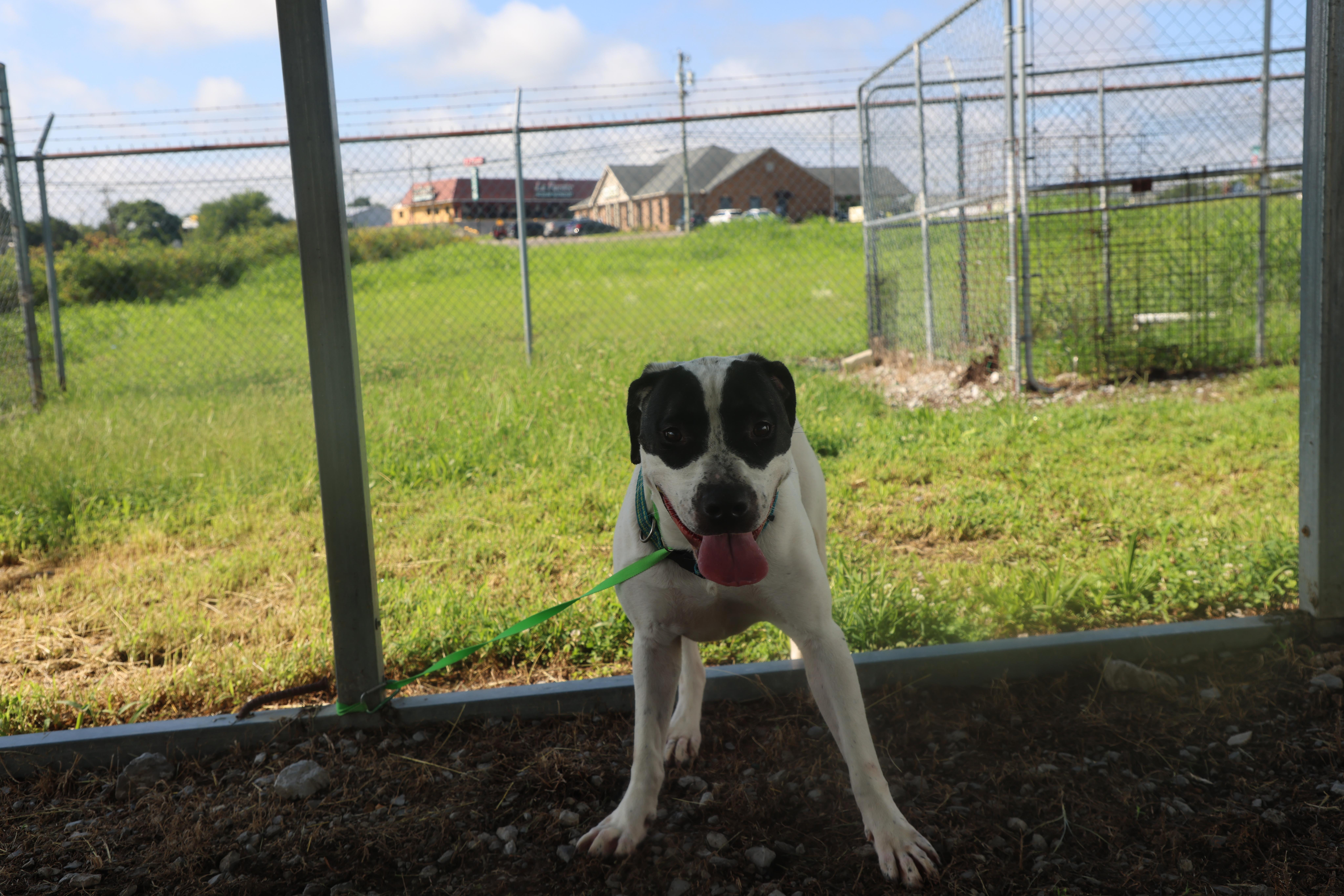 Pearl, an adoptable mixed breed in Lewisburg, TN image 3/6