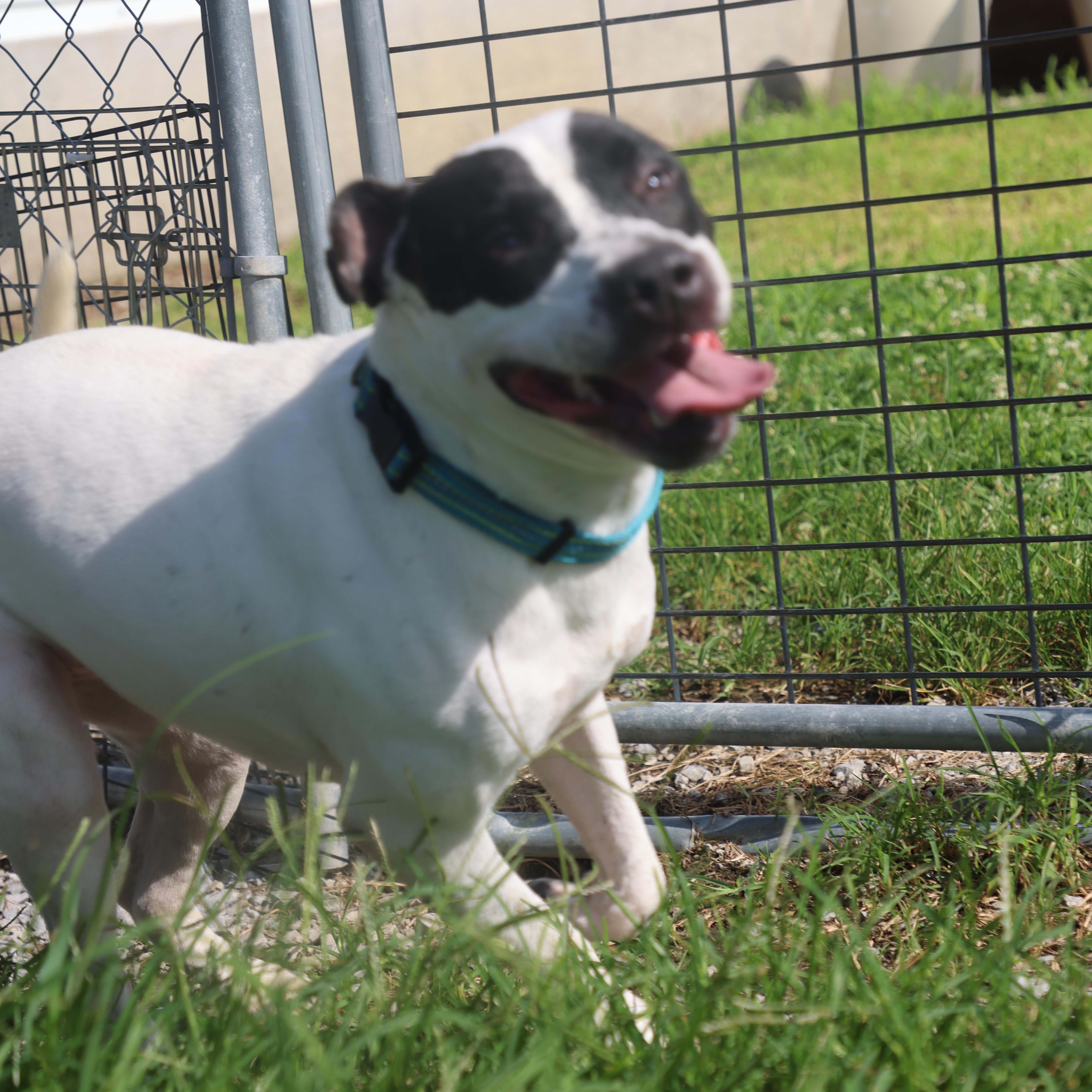 Pearl, an adoptable mixed breed in Lewisburg, TN image 4/6