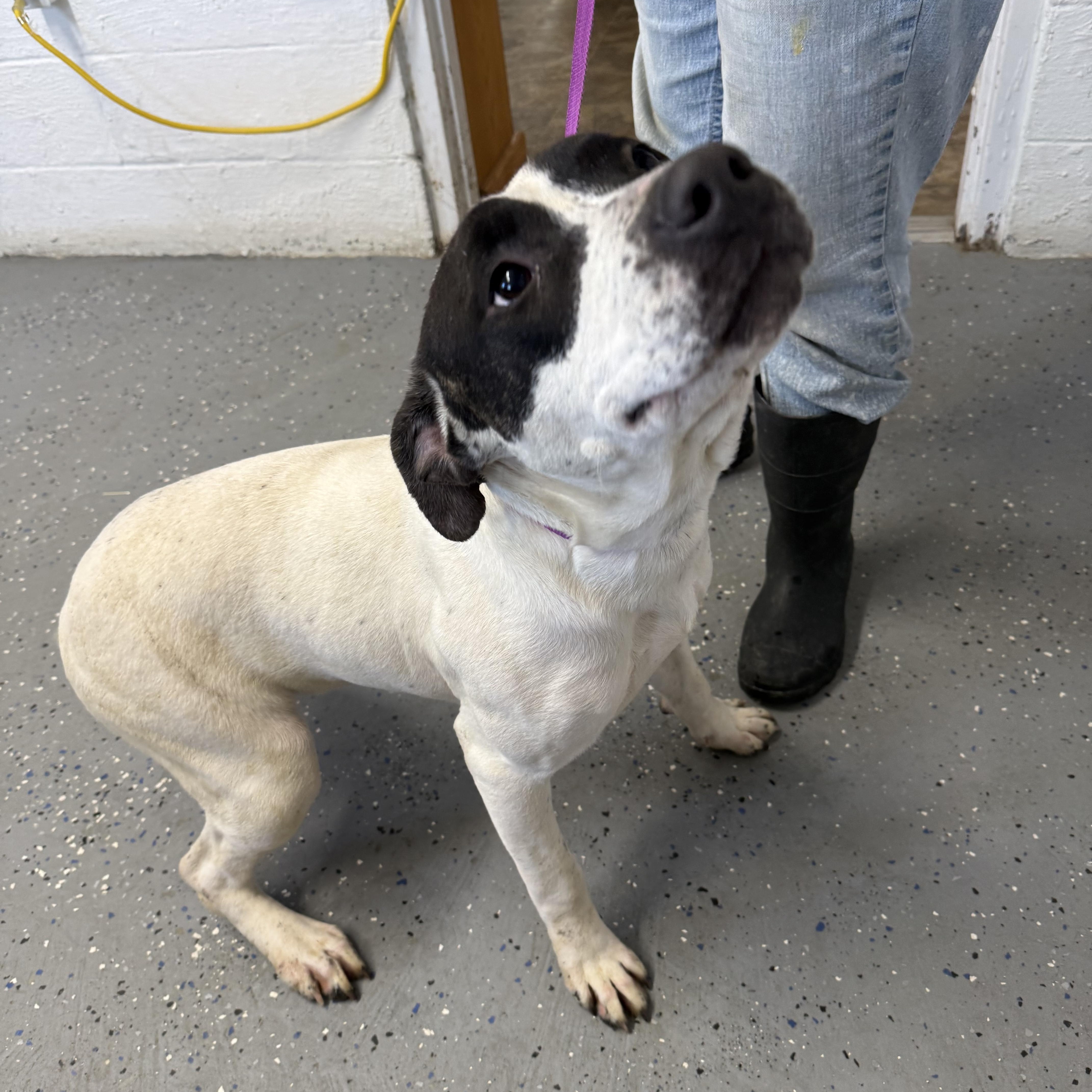 Enlarge Pearl, a Adoptable mixed breed in Lewisburg, TN image 2/2