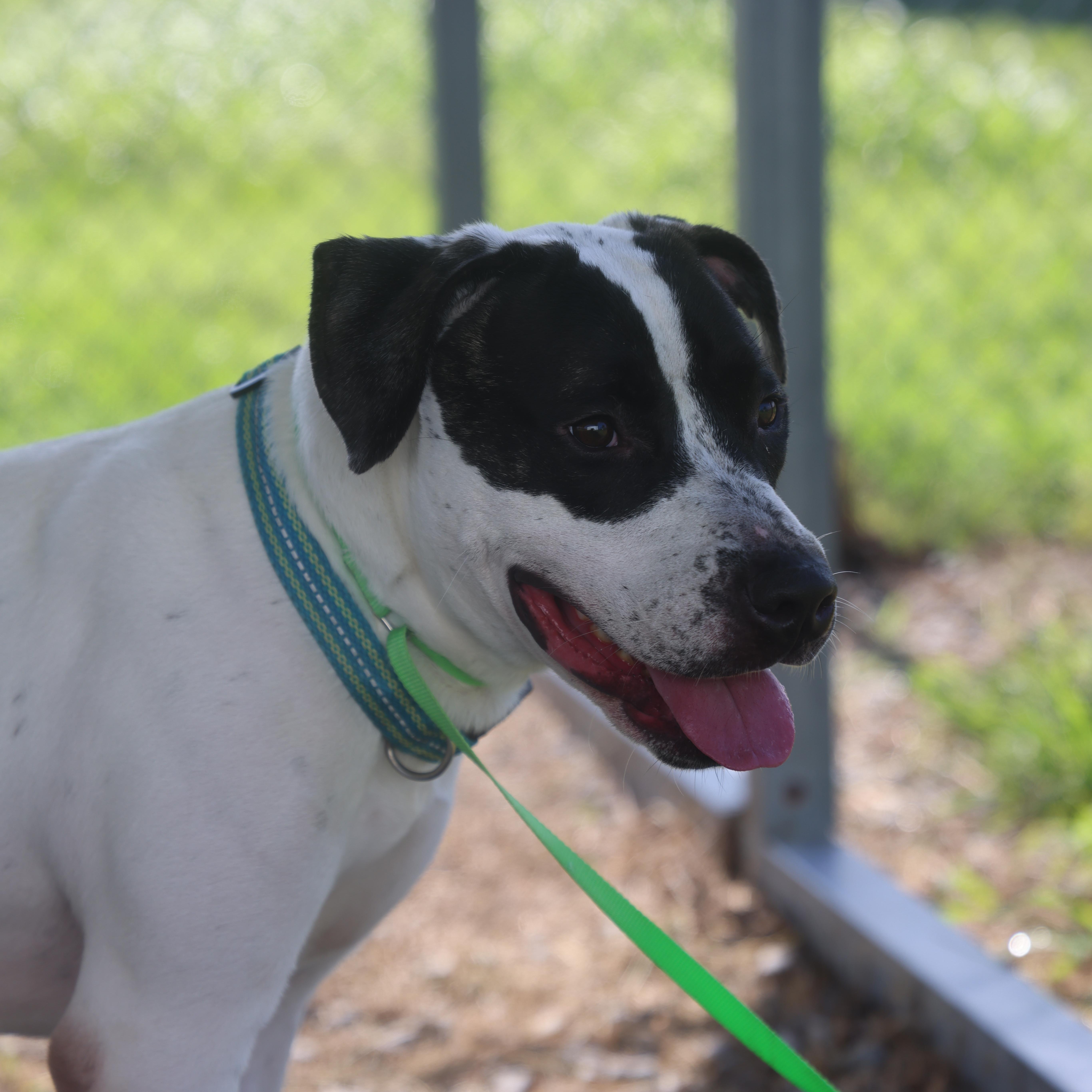 Pearl, an adoptable mixed breed in Lewisburg, TN image 6/6