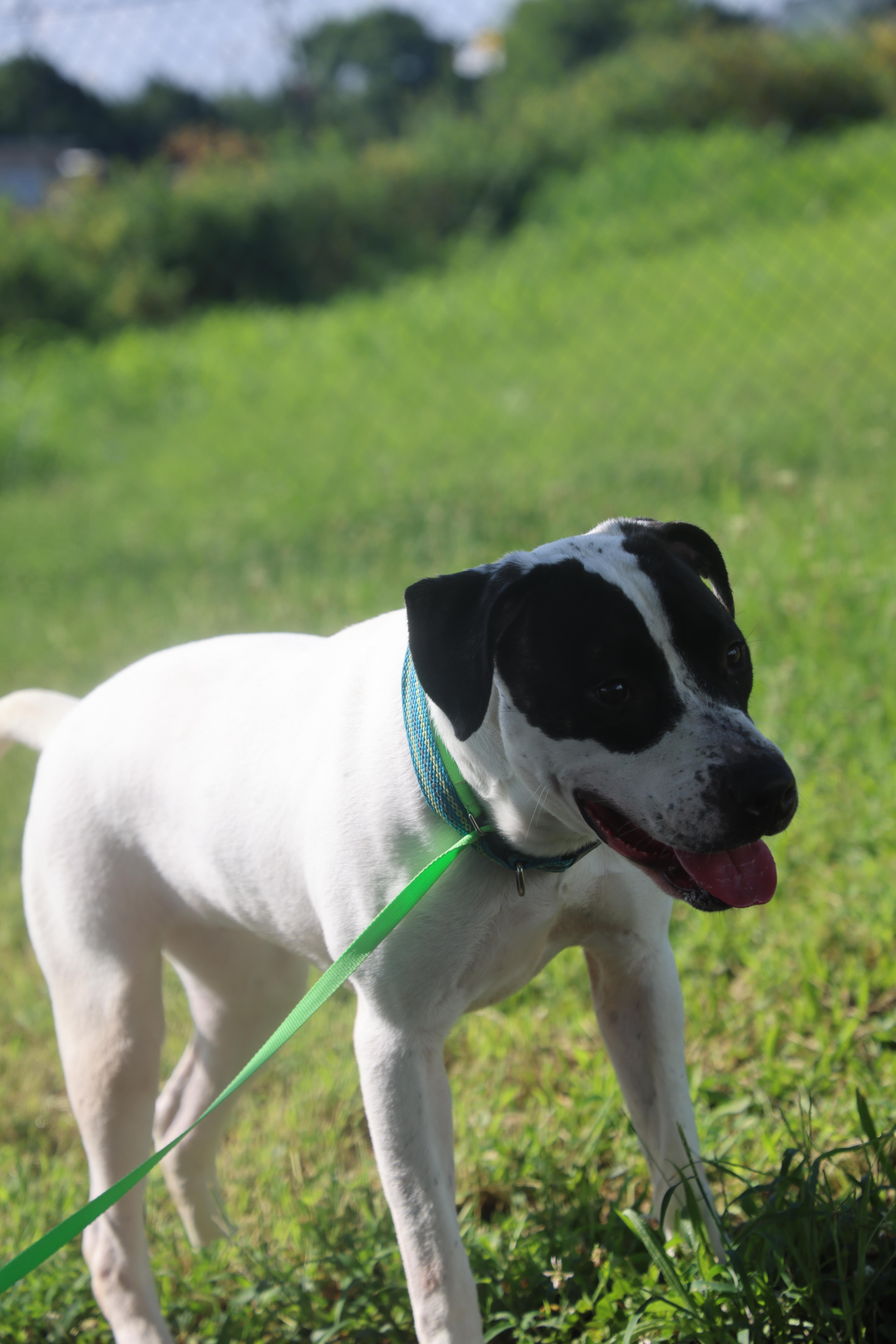 Pearl, an adoptable mixed breed in Lewisburg, TN image 5/6