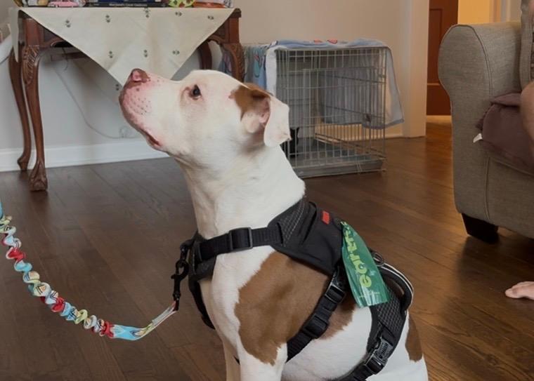 Enlarge Cowboy, a Adopted mixed breed in Baltimore, MD image 1/3