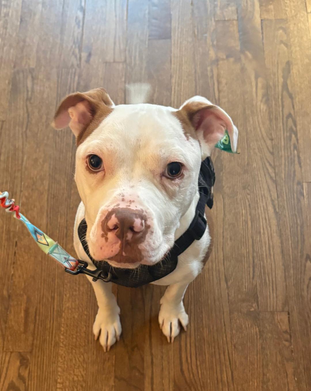 Enlarge Cowboy, a Adopted mixed breed in Baltimore, MD image 2/3