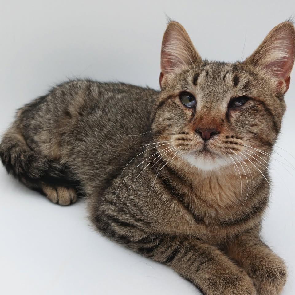 Enlarge Mick Jagger, a Adoptable mixed breed in Springfield, MO image 1/5