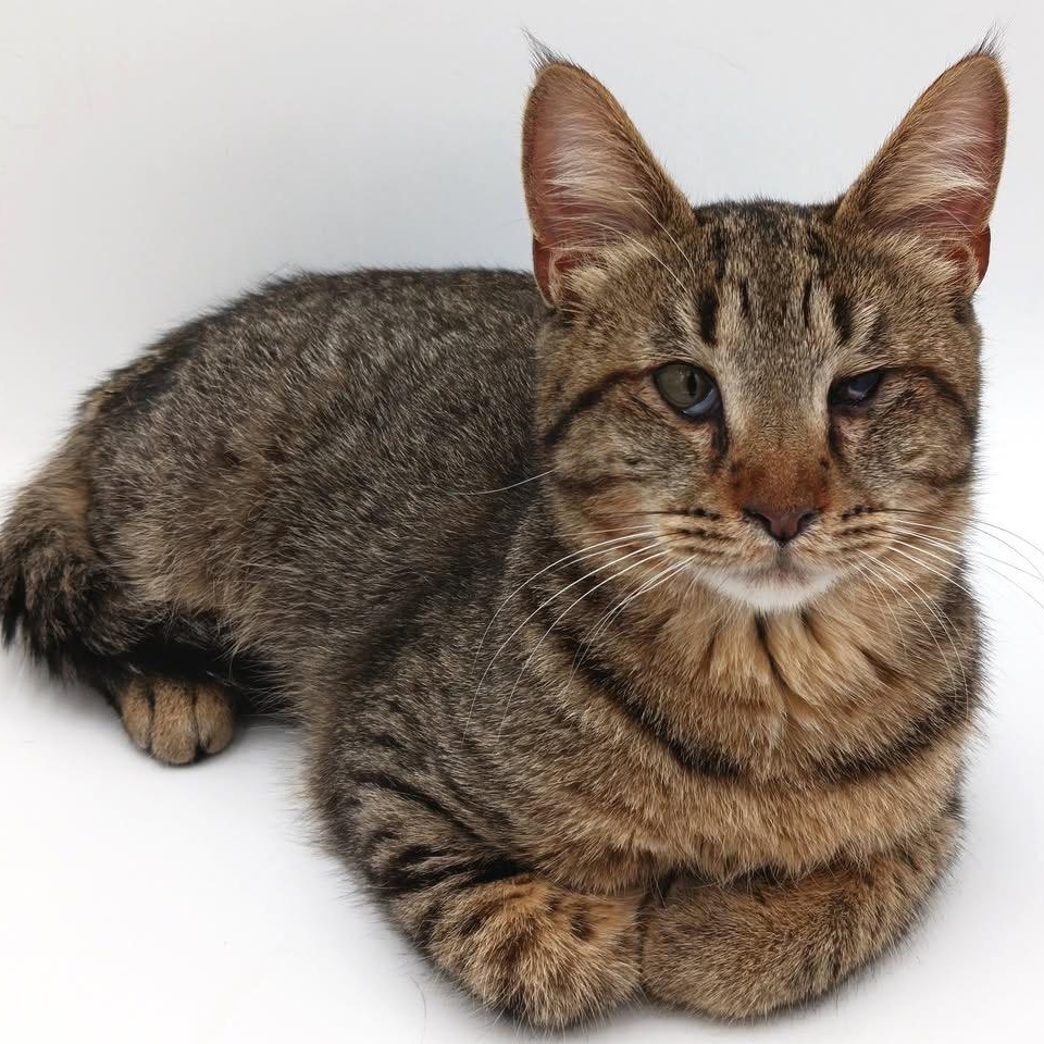 Enlarge Mick Jagger, a Adoptable mixed breed in Springfield, MO image 4/5