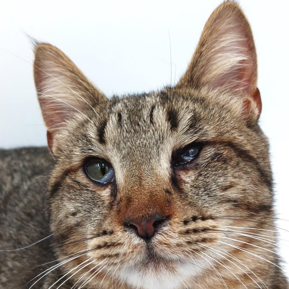 Enlarge Mick Jagger, a Adoptable mixed breed in Springfield, MO image 2/5