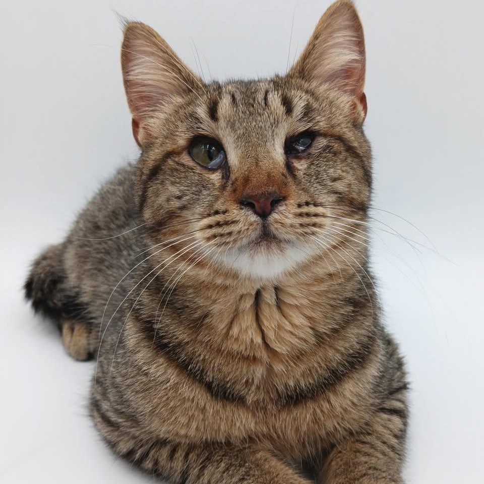 Enlarge Mick Jagger, a Adoptable mixed breed in Springfield, MO image 3/5