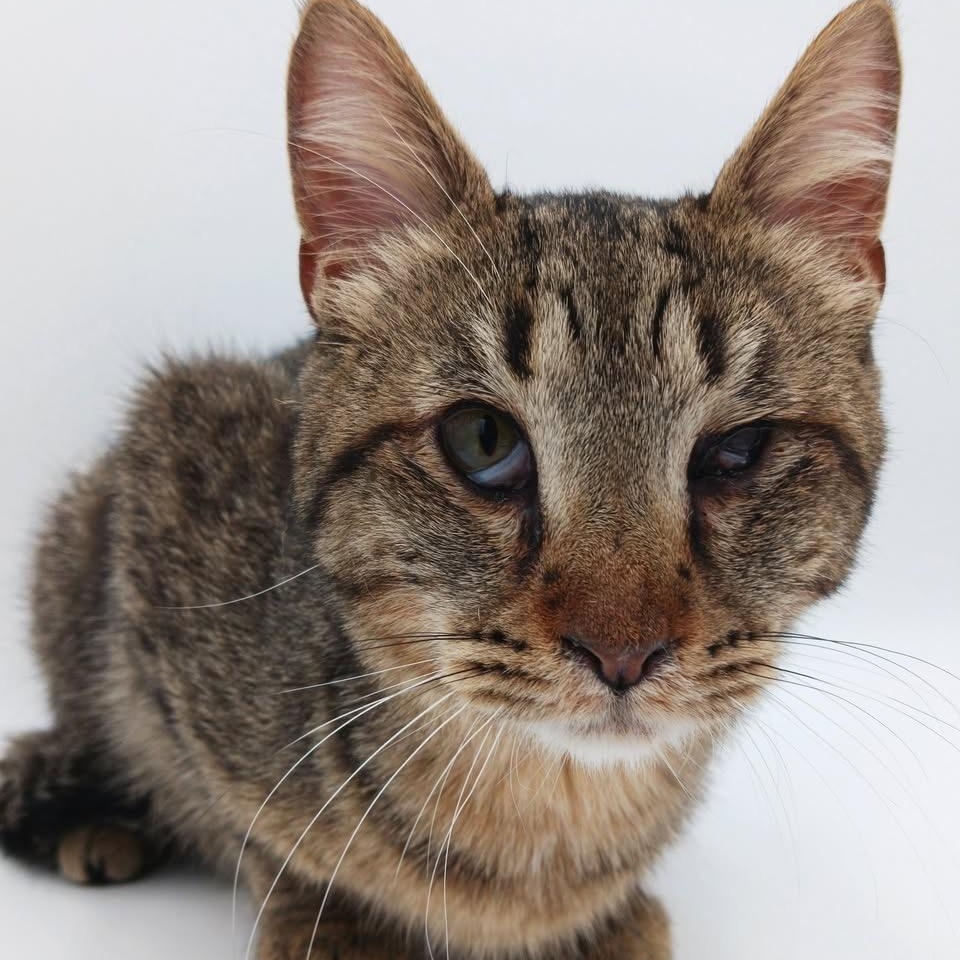 Enlarge Mick Jagger, a Adoptable mixed breed in Springfield, MO image 5/5