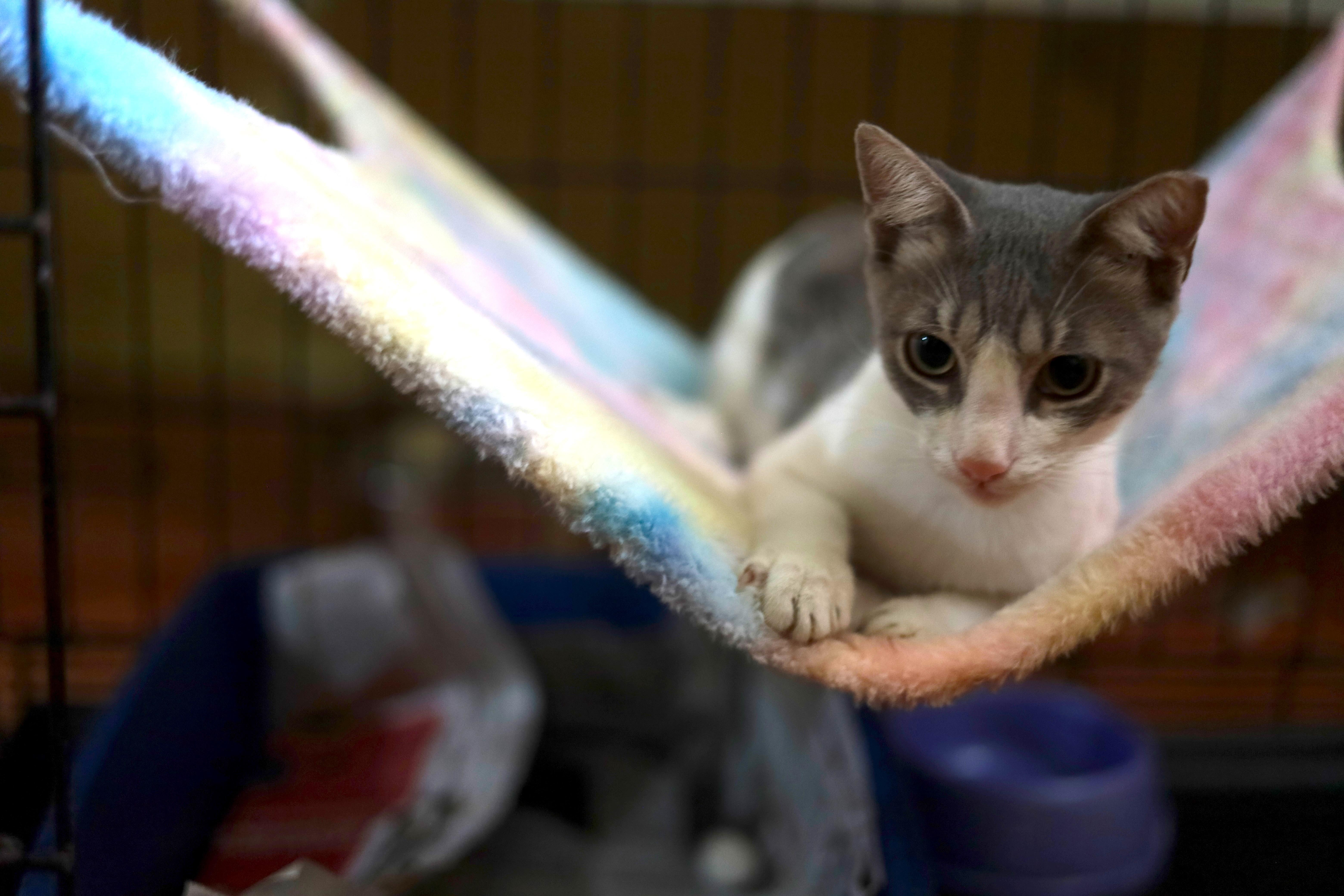 Enlarge Tainy, a Adoptable Domestic Short Hair in New York, NY image 3/4