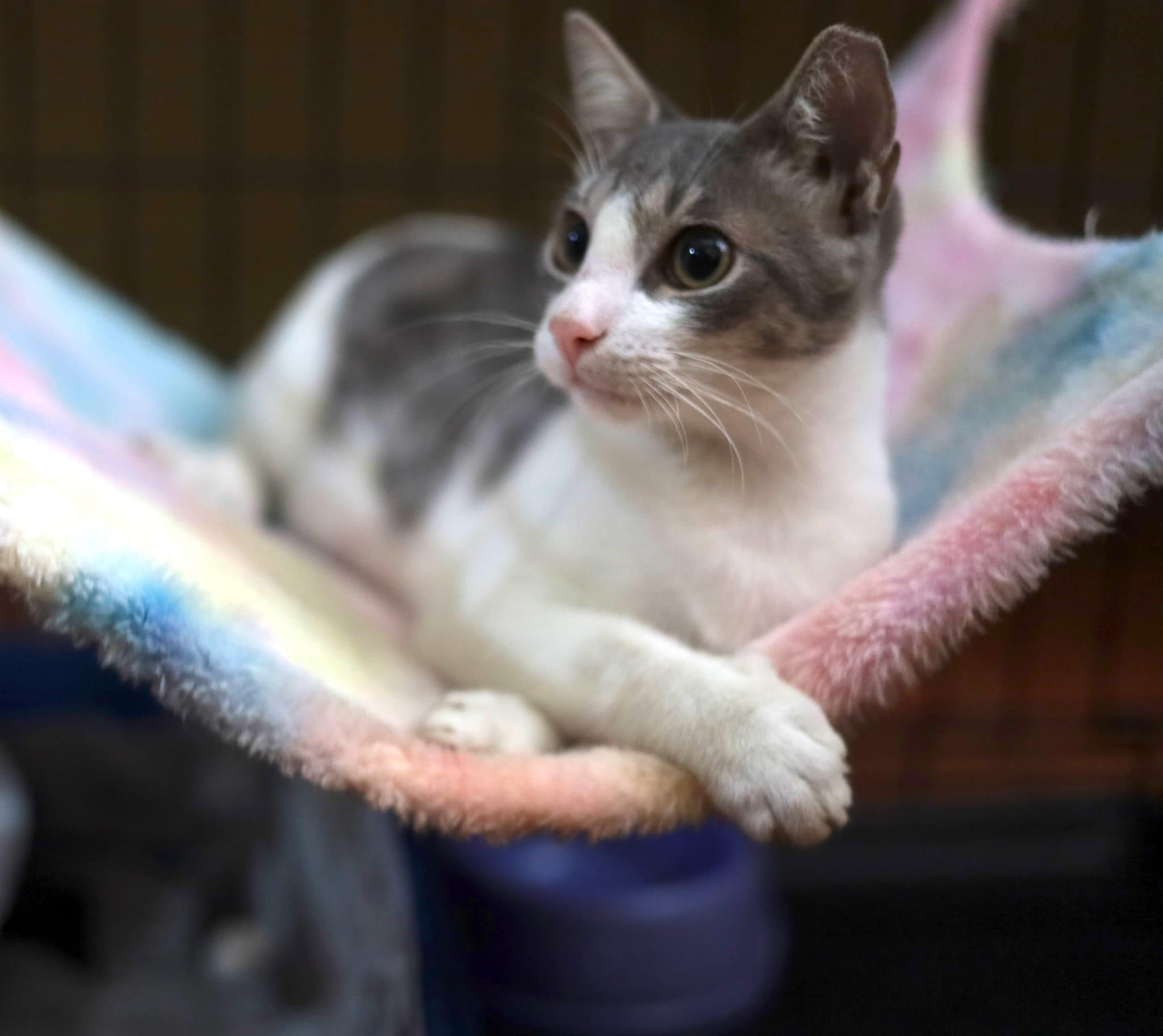 Tainy, Adoptable, Young Male Domestic Short Hair.