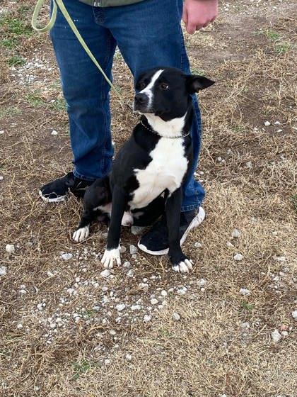 Mikey, a Adoptable mixed breed in McCook, NE image 1/2