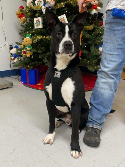 Mikey, Adoptable, Adult Male Labrador Retriever & Mixed Breed.