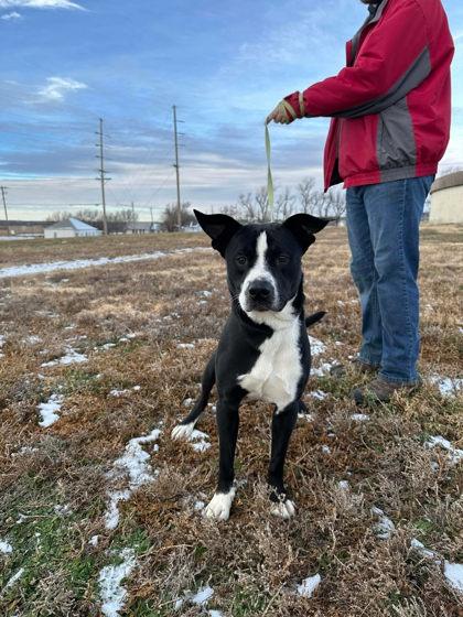 Mikey, a Adoptable mixed breed in McCook, NE image 2/2