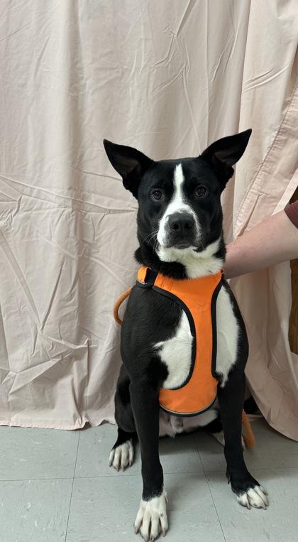 Enlarge Mikey, a Adoptable mixed breed in McCook, NE image 1/3