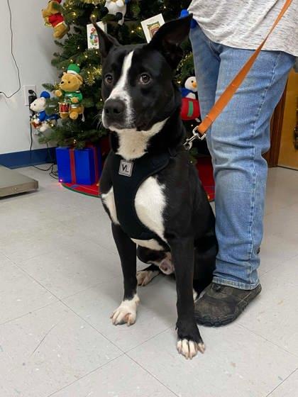Enlarge Mikey, a Adoptable mixed breed in McCook, NE image 3/5