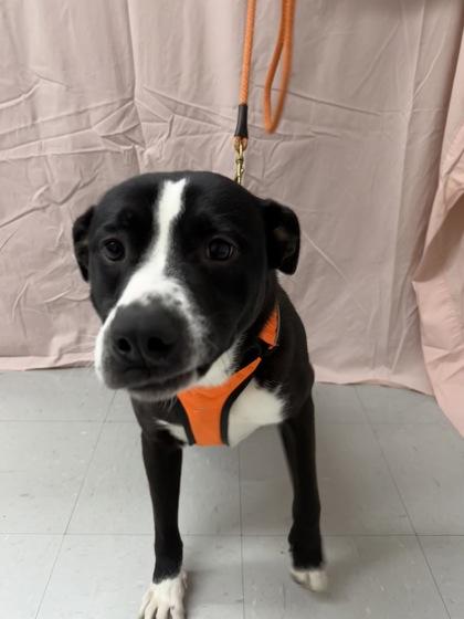 Enlarge Mikey, a Adoptable mixed breed in McCook, NE image 2/3