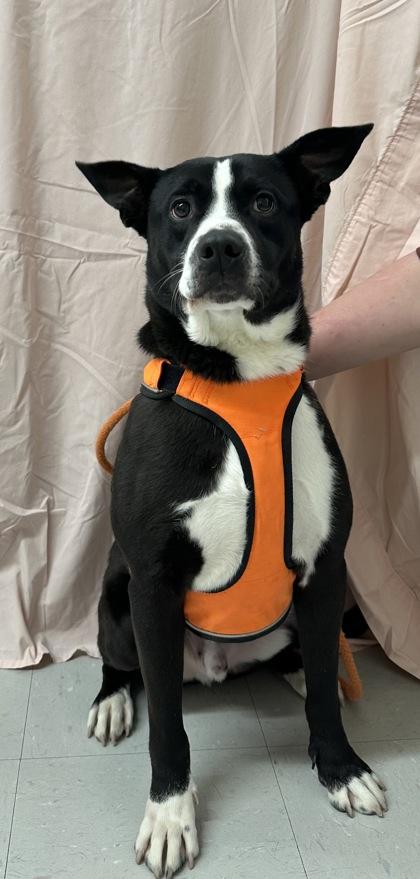 Enlarge Mikey, a Adoptable mixed breed in McCook, NE image 3/3