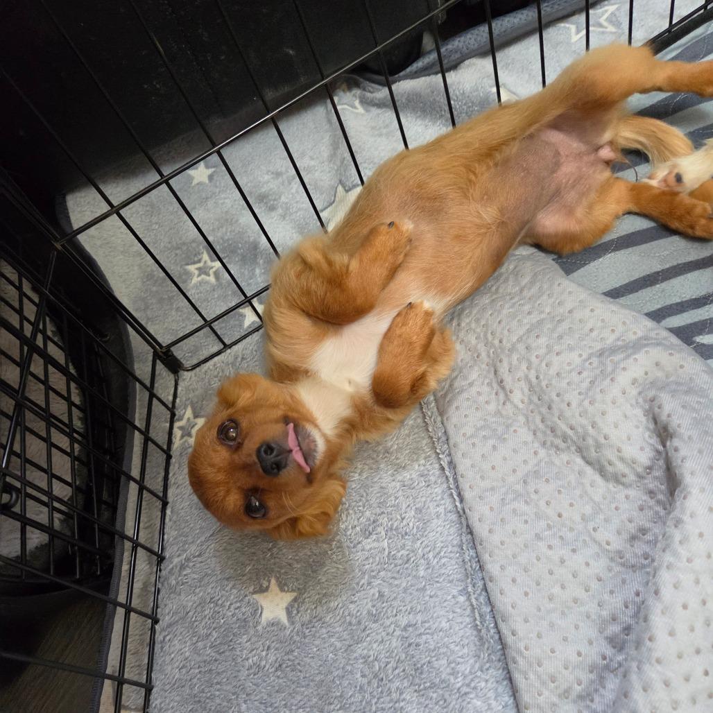 Trish Doan, Adoptable, Puppy Female Chihuahua.