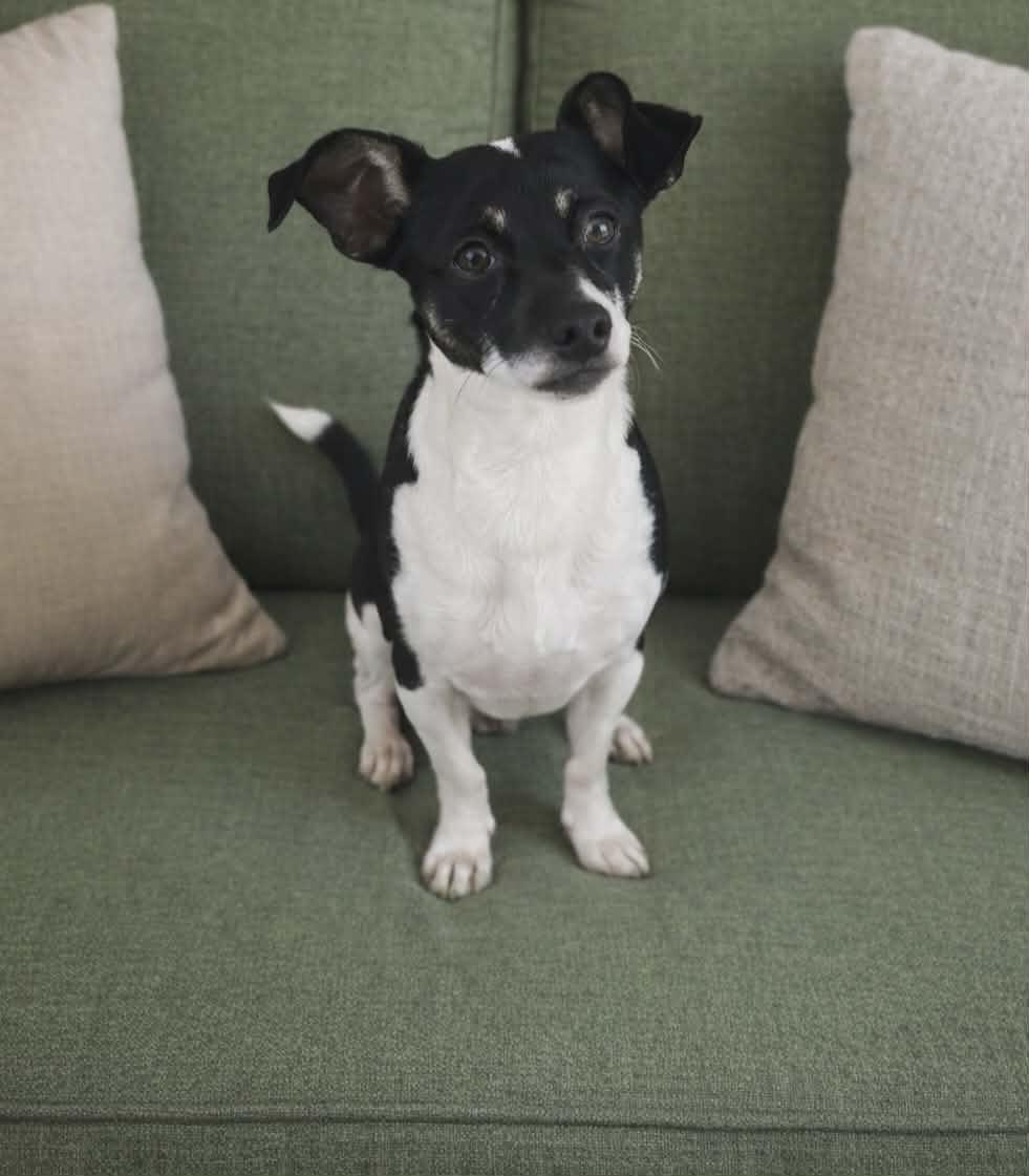 Benny, ADOPTABLE, Young Male Jack Russell Terrier.